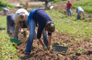 200zł na miesiąc i praca 18 godzin na dobę? Nowe pomysły Ministerstwa Rolnictwa