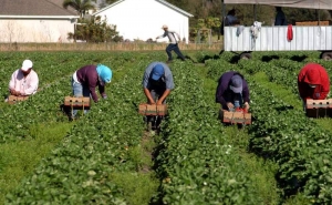 Będzie można legalnie pracować za groszowe stawki bez gwarancji bezpiecznych warunków pracy