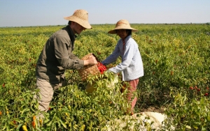 Ministerstwo Rolnictwa chce przywrócenia instytucji parobka